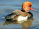 Red-Crested Pochard (WWT Slimbridge October 2008) - pic by Nigel Key